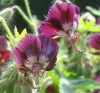 geranium-phaeum-muldoon